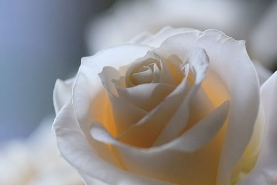 rose-blanc​he-692488