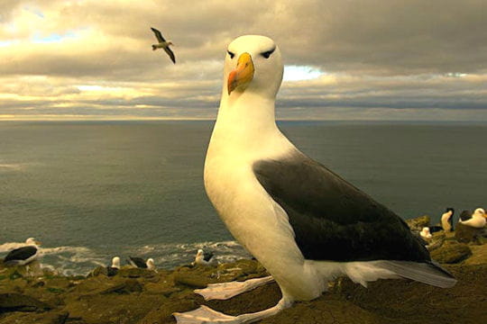 albatros à sourcils noirs