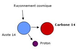 Comment.... On date les fossiles avec le carbone 14