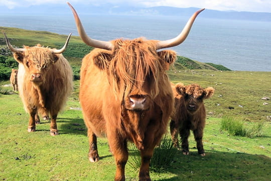 vaches écossaises