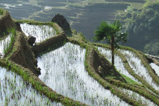 le calme des rizières