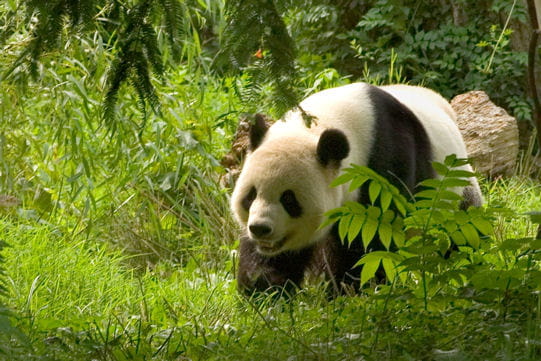 merveilleux pandas