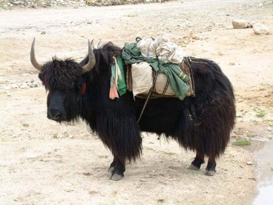 yak et son sac à dos