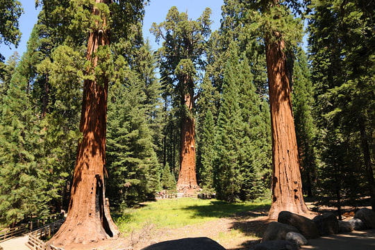 parc national de sequoia